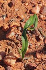 Moraea bolusii