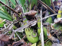 Prosthechea michuacana