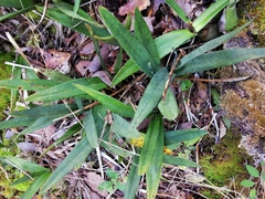 Prosthechea michuacana