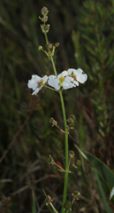 Sagittaria