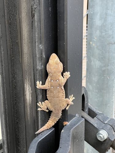 Ringed Wall Gecko, Tarentola annularis