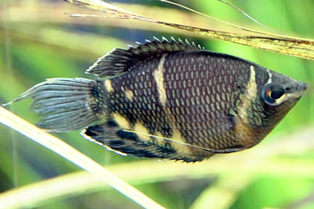 Gourami chocolat (Sphaerichthys osphromenoides)
