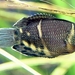 Chocolate Gourami - Photo (c) Dennis White, some rights reserved (CC BY-NC), uploaded by Dennis White