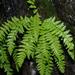 Woodsia caucasica - Photo (c) ramazan_murtazaliev, algunos derechos reservados (CC BY-NC), uploaded by ramazan_murtazaliev