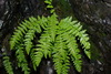 Woodsia caucasica - Photo (c) ramazan_murtazaliev, some rights reserved (CC BY-NC), uploaded by ramazan_murtazaliev