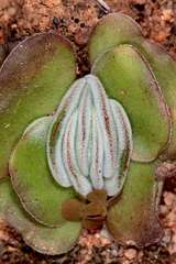 Crassula tomentosa