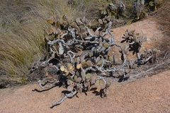 Senecio crassissimus, photograph (c) Rosario Douglas, some rights reserved (CC BY)
