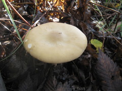 Melanoleuca alboflavida