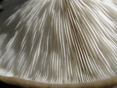 Melanoleuca alboflavida