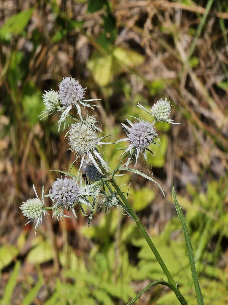 Marsh Rattlesnake Master from Chase, MD 21220, USA on August 21, 2023