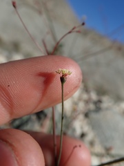 Eriogonum thomasii