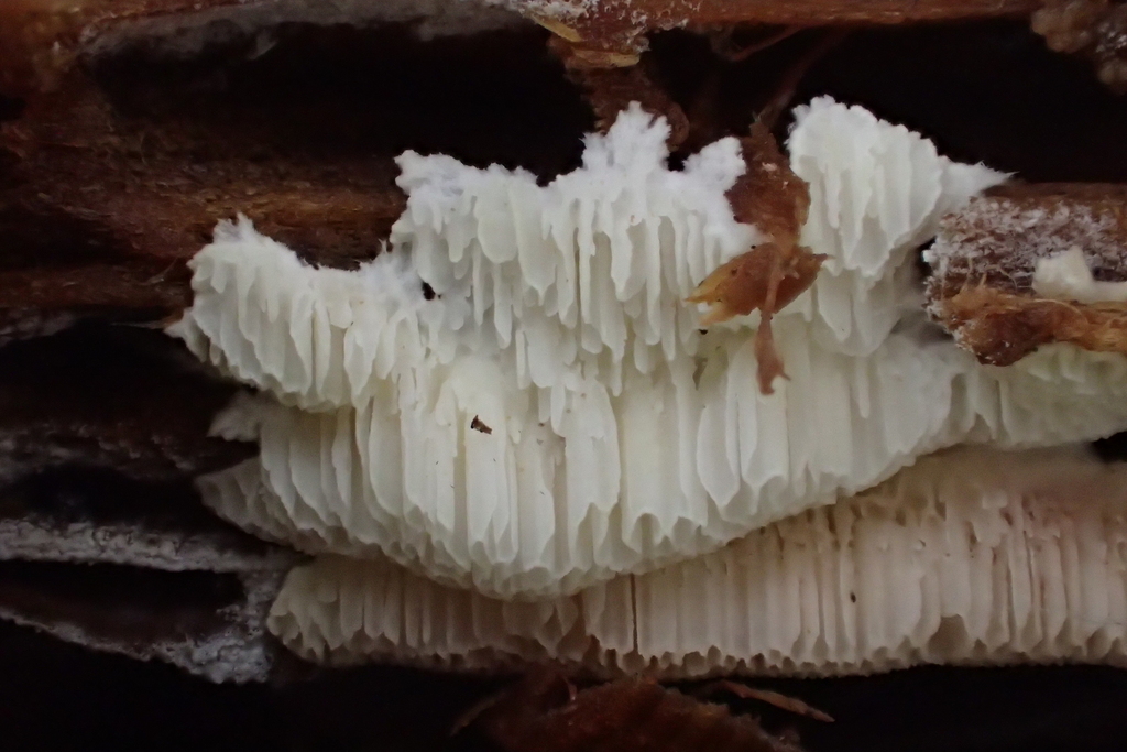 Antrodiella pallasii