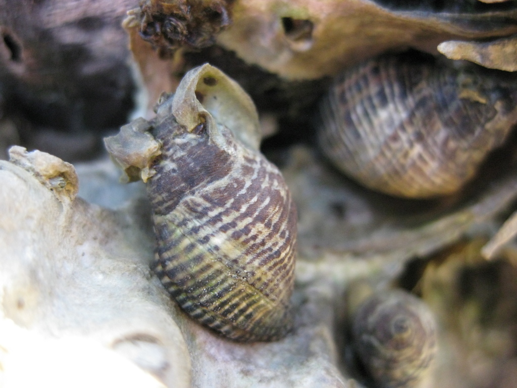 Haustrum albomarginatum