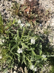 Cryptantha barbigera