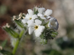 Cryptantha barbigera
