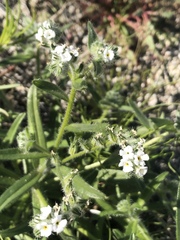 Cryptantha barbigera