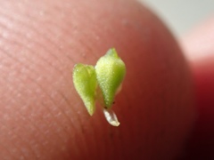 Cryptantha barbigera