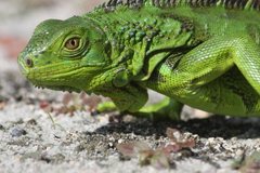 Iguana iguana