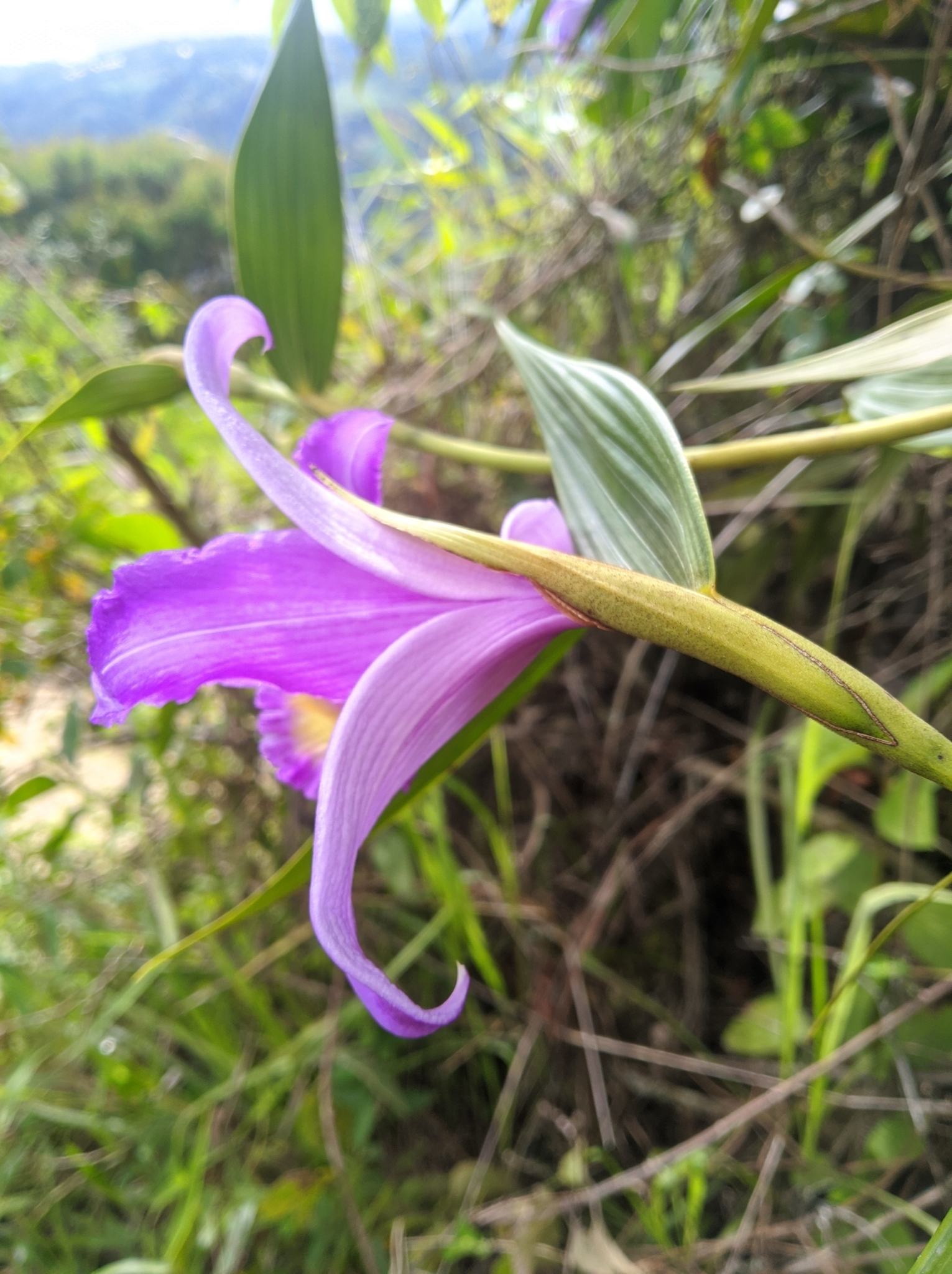 Imagem de Sobralia