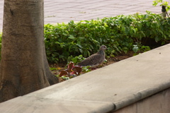 Streptopelia chinensis