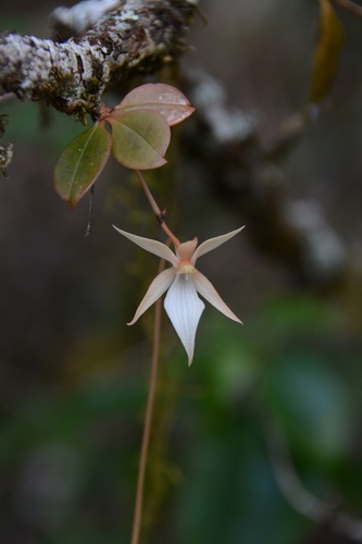 Aerangis fuscata image