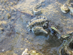 Sypharochiton