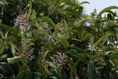 Miconia robinsoniana