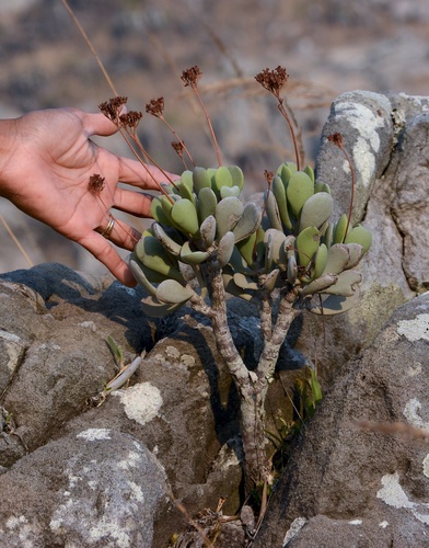 Kalanchoe integrifolia, photograph 4