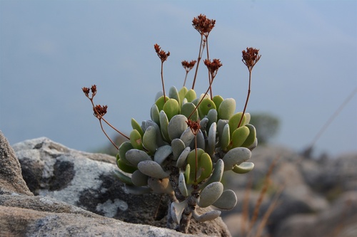 Kalanchoe integrifolia, photograph 5