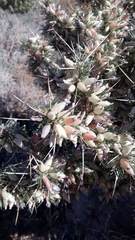 Astragalus