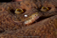 Emblemariopsis bottomei