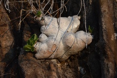 Pachypodium brevicaule image