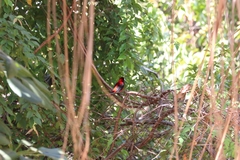 Ramphocelus dimidiatus