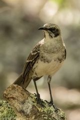 Mimus melanotis