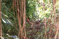 Ramphocelus dimidiatus