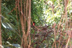 Ramphocelus dimidiatus