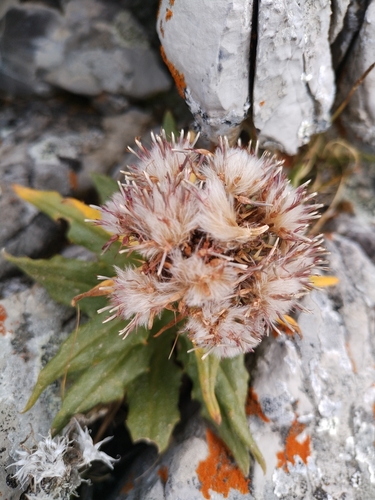 Image of Nutty Saw-Wort (Saussurea nuda) by (c) Arseniy Belosokhov (Mentis), some rights reserved (CC BY)