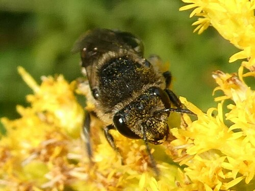 Spine-shouldered Cellophane Bee photo 5