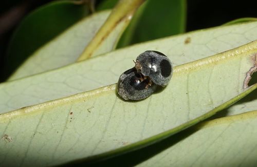 Globe-marked Lady Beetle photographed in Florida