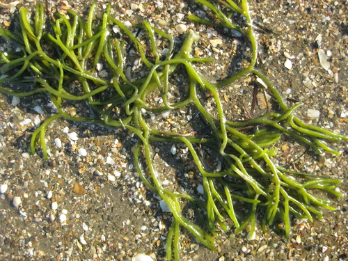 Codium gracile observed 2019-02-10