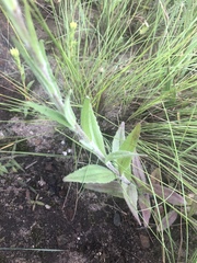 Zaluzianskya maritima