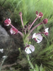 Zaluzianskya maritima