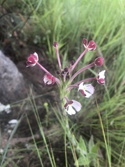 Zaluzianskya maritima