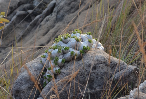 Pachypodium brevicaule