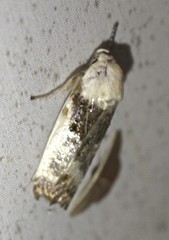 Cryptophasa albacosta