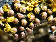 Perichaena corticalis