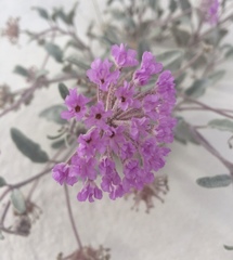 Abronia angustifolia