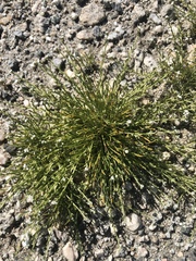 Pectocarya anisocarpa