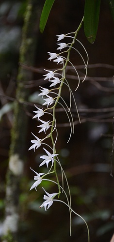 Aerangis articulata, photograph 3