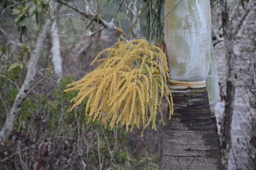 Manambe palm
